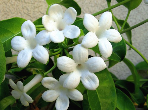 stephanotis floribunda500 - Top 10 Most Beautiful Jasmine Flowers
