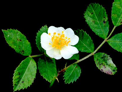 multiflora rose, Beautiful Roses