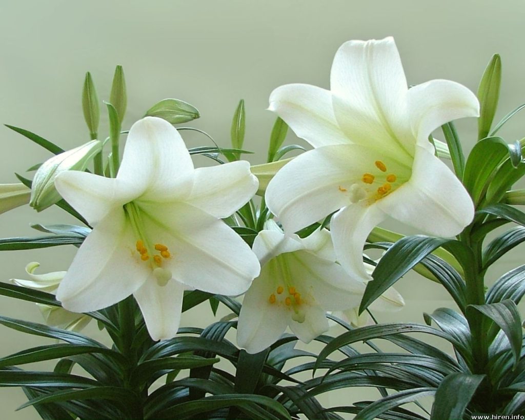 Health And Medicinal Benefits Of White Lily flower Yabibo