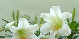 Health And Medicinal Benefits Of White Lily