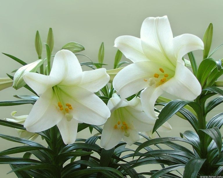 Health And Medicinal Benefits Of White Lily flower