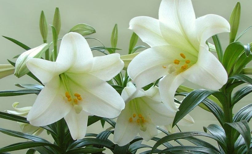 Health And Medicinal Benefits Of White Lily