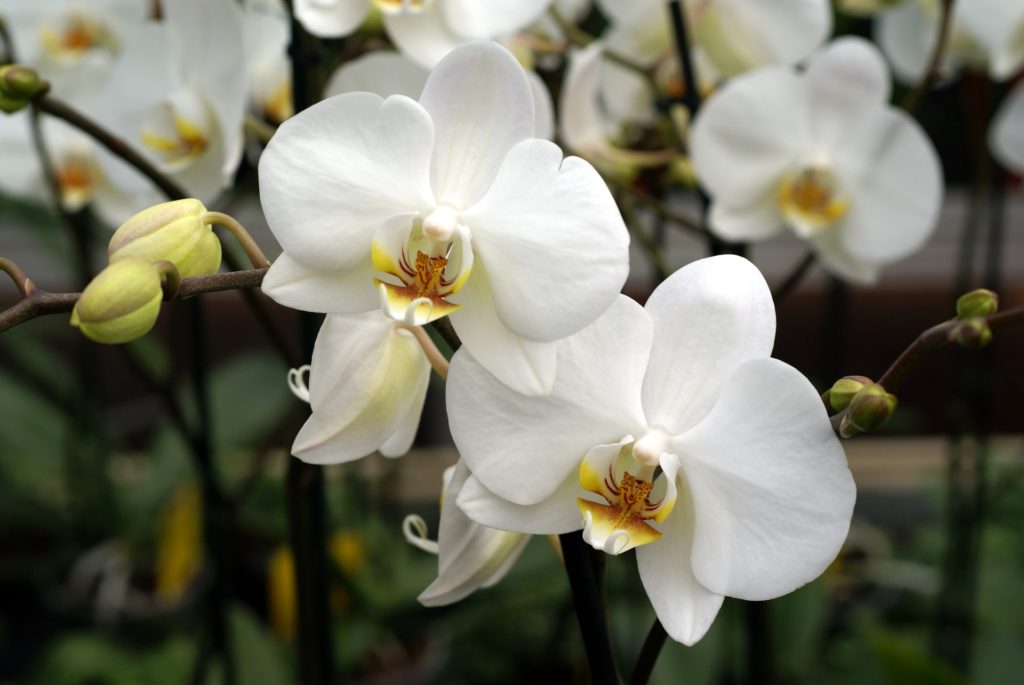 white orchid flower, White Flowers