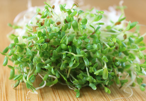 Alfalfa Sprouts