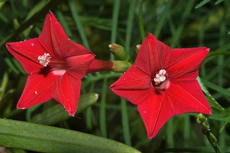 Morning Glory Flower, Morning Glory Red Picotee