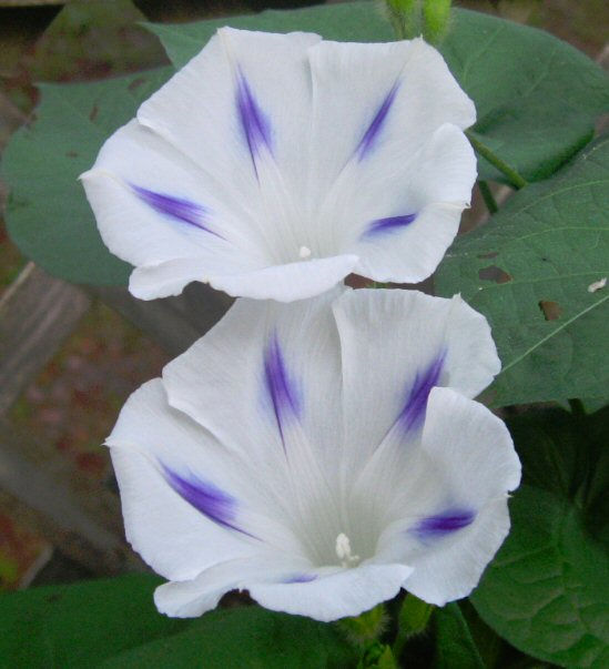 Milky Way Morning Glory Flower, morning glory flower