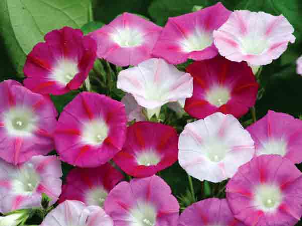 Most Beautiful Morning Glory Flowers