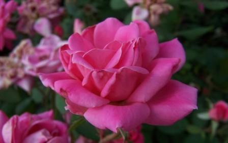 Beautiful pink rose