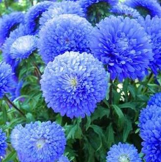 Blue Tipped Aster, Aster flower