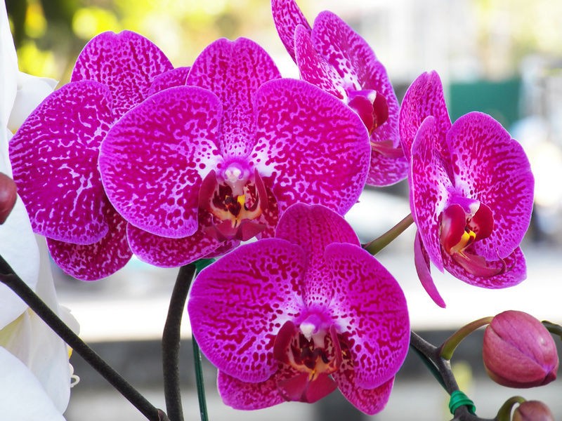 Vanda orchid flower