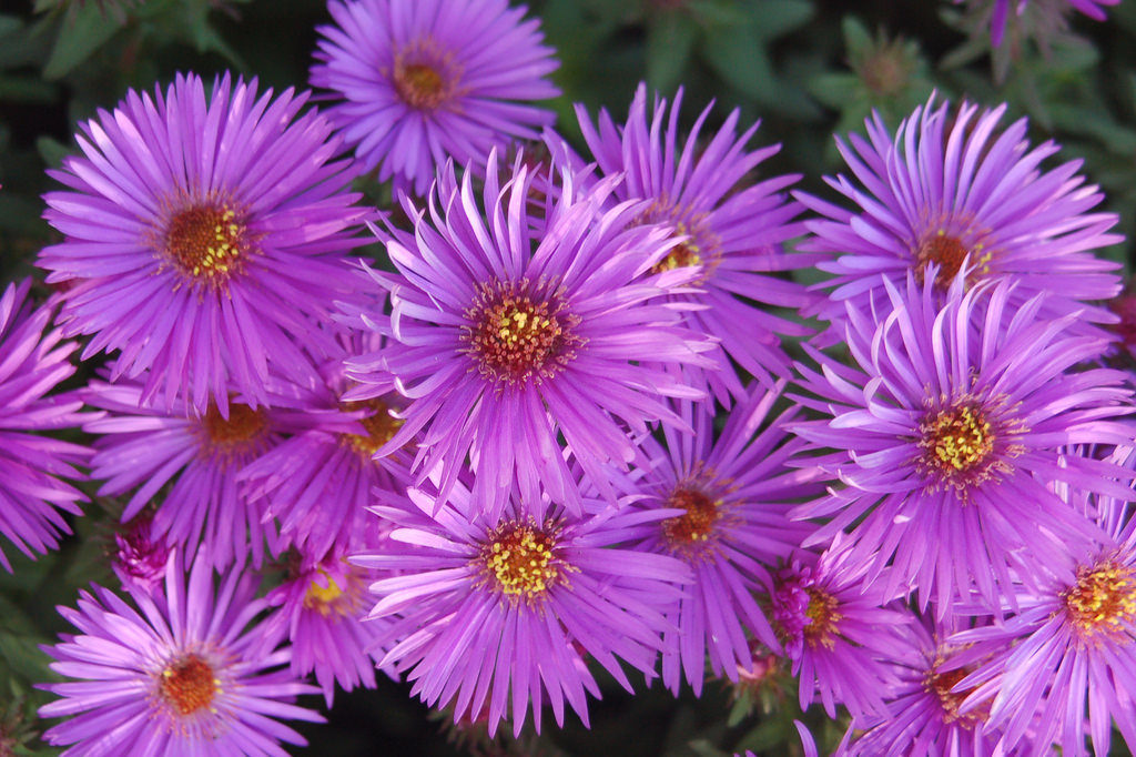 Aster flower