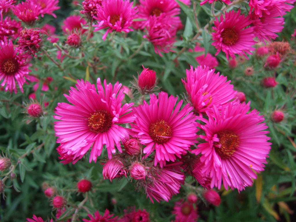 Aster flower