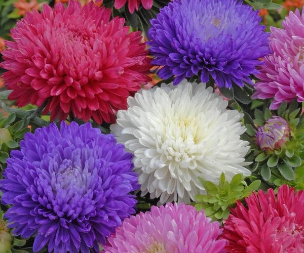 Aster Flowers