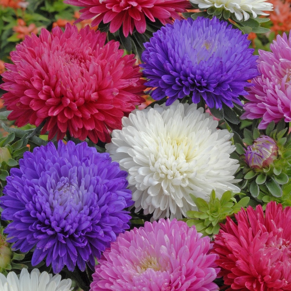 Aster Flowers