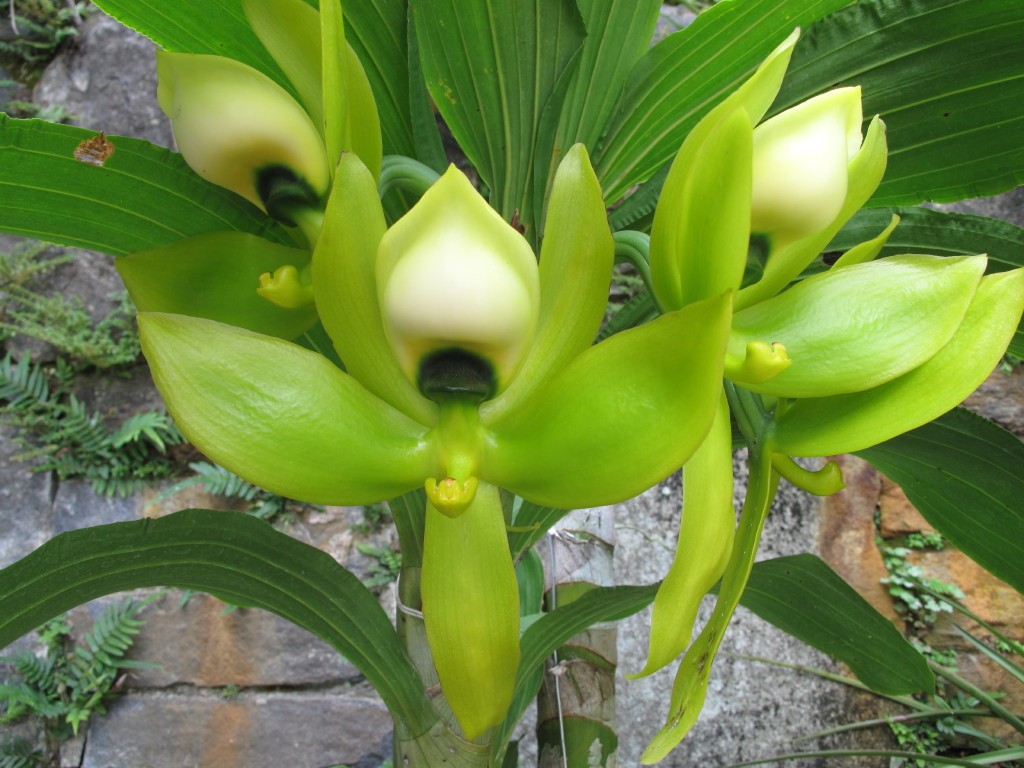 Cycnoches, Orchid Flower