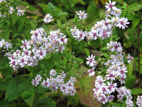 Aster Flowers, Aster flower