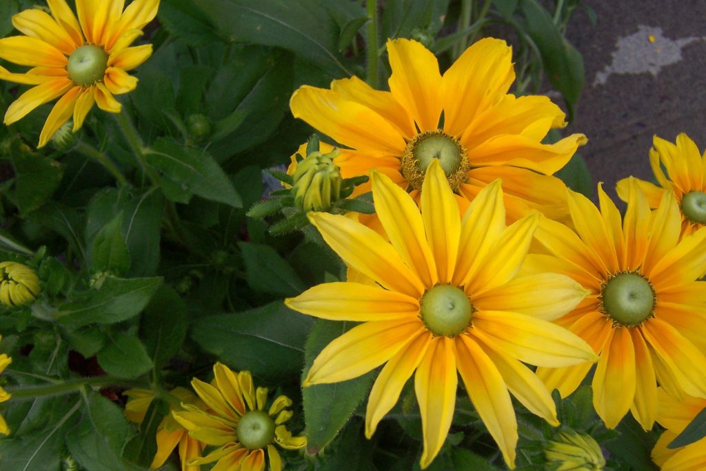 Aster flower