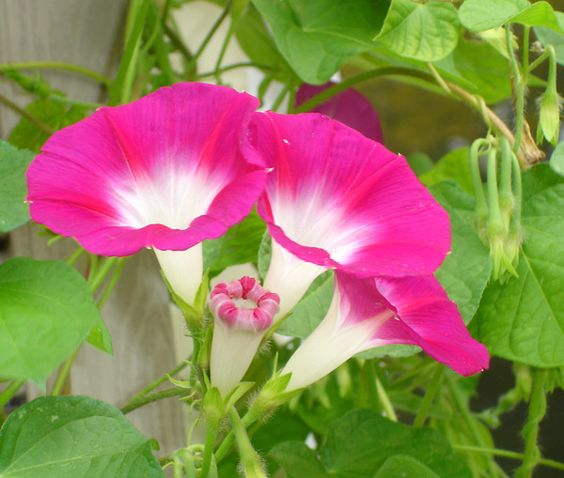 Morning Glory Flower