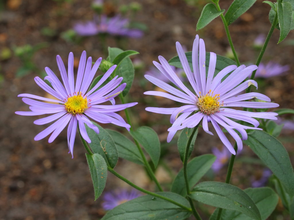 Aster flower