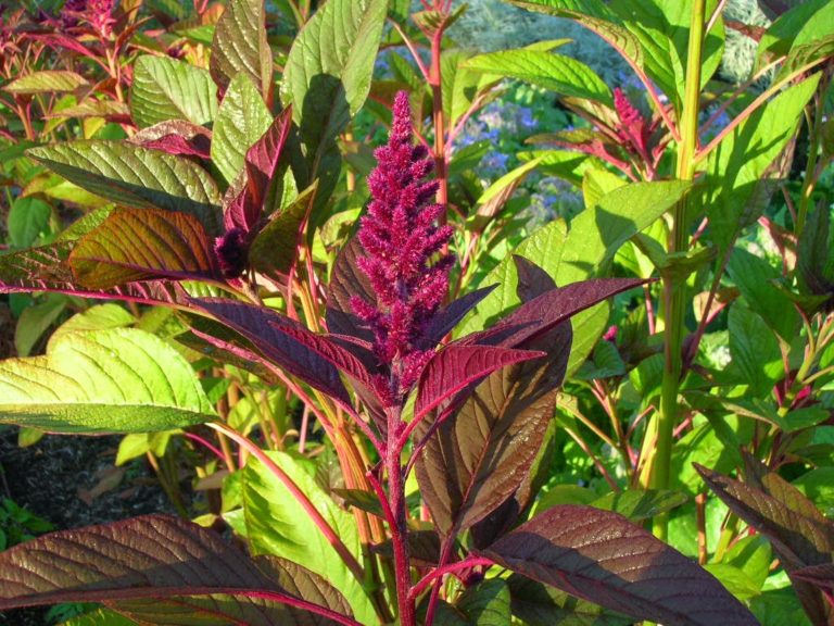 Health Benefits Of Green Amaranth Leaves