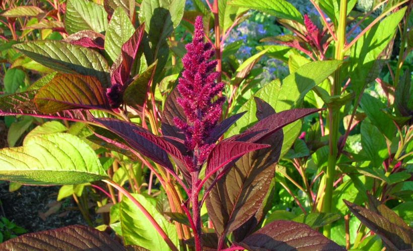 Health Benefits Of Green Amaranth Leaves Health Benefits Of Green Amaranth Leaves