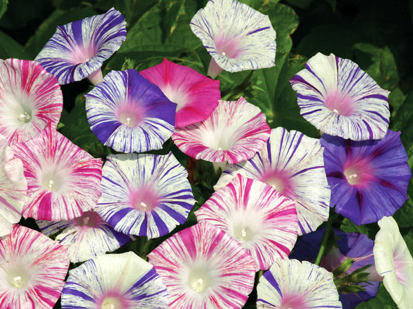 Peaceful Morning Glories, morning glory flower