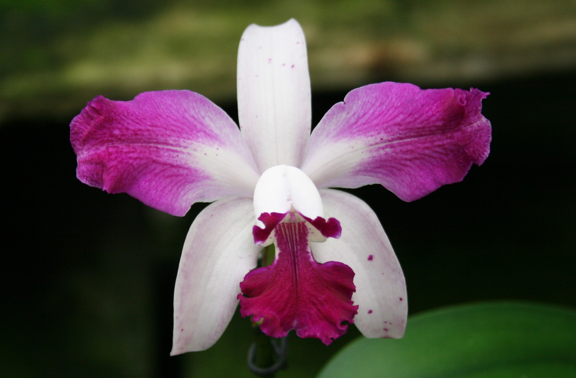 Cattleya Orchid Flower