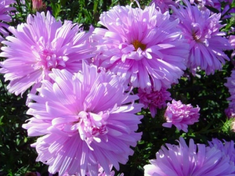 Fellowship Aster, Aster flower