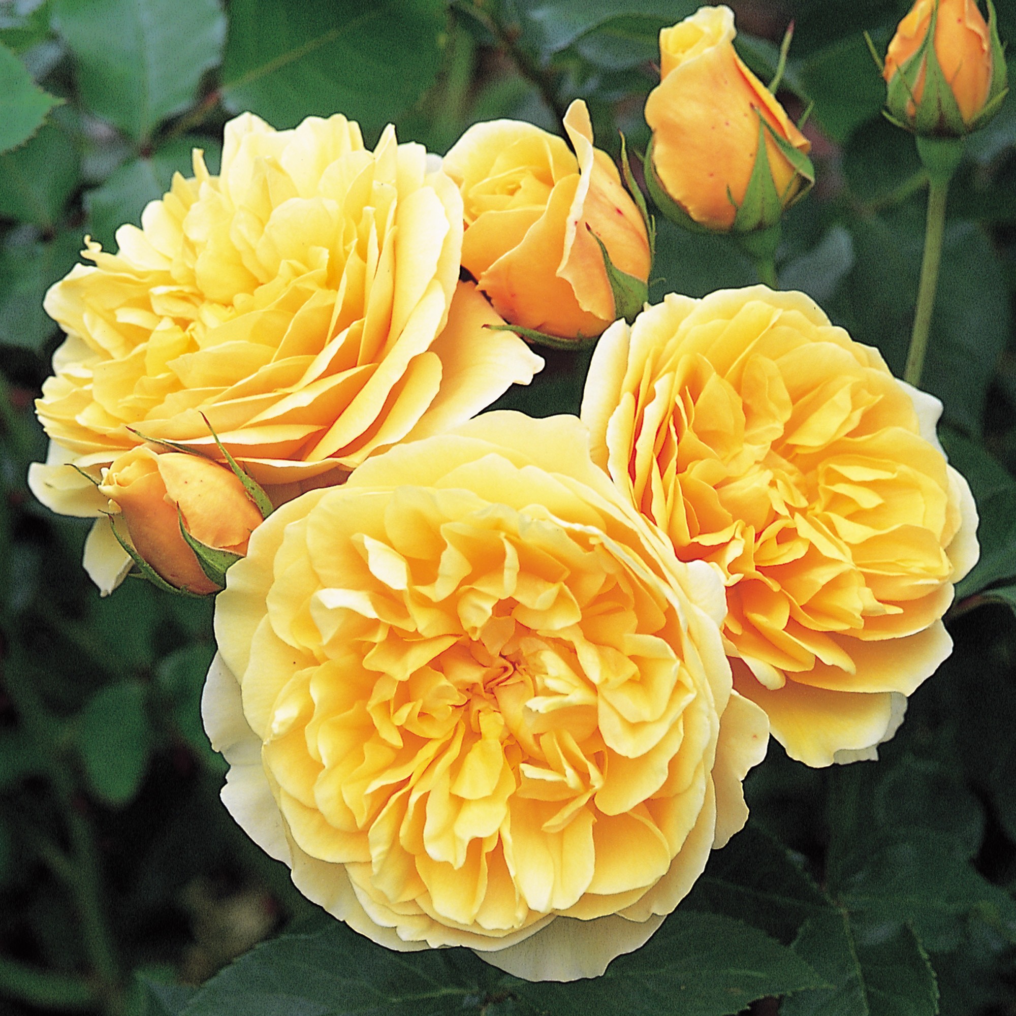 Graham Thomas 1 2 - Top 15 Beautiful Yellow Flowers In The World