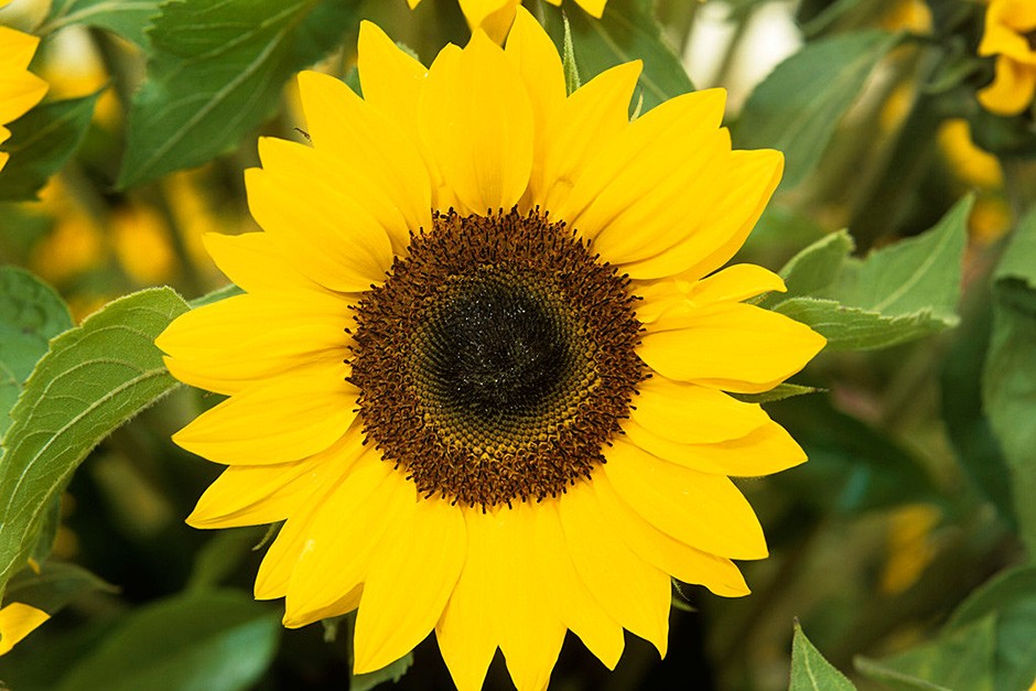 Top 15 Beautiful Yellow Flowers In The World