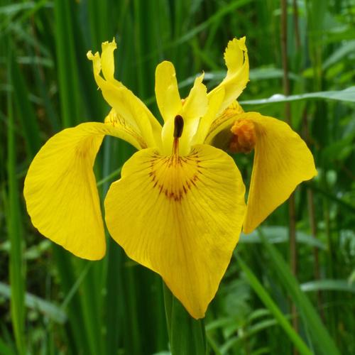 IRIS PSEUDOCORUS - Top 15 Beautiful Yellow Flowers In The World