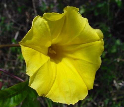 Merremia Umbellata, morning glory flower