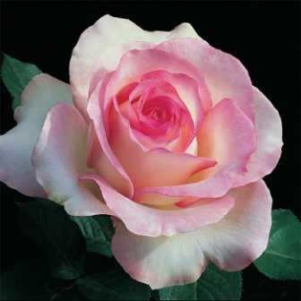 Moonstone Rose: