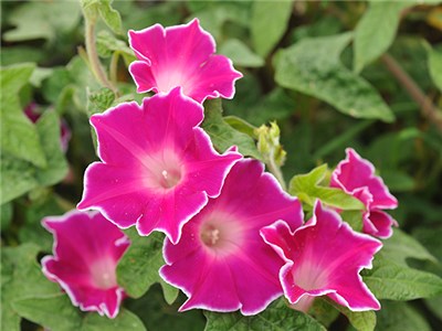 Morning glory flower