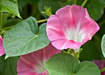 Pink Morning Glory Flower, morning glory flower