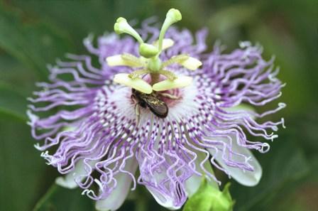 Passion flower 2 1 - Most Beautiful Passion Flowers In the World