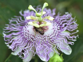 Passion Flowers