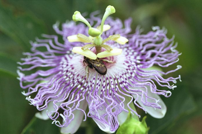 Passion Flowers
