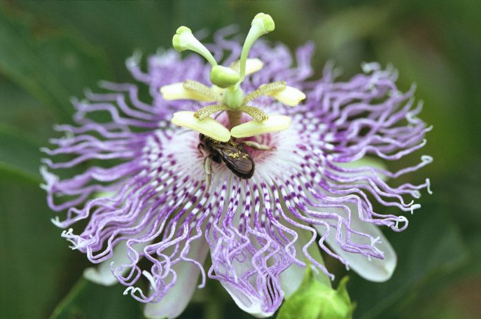 Passion Flowers