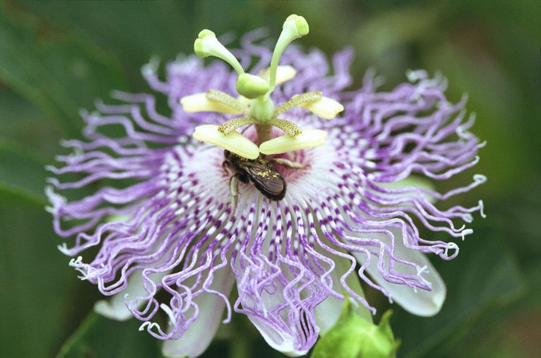 Most Beautiful Passion Flowers In the World