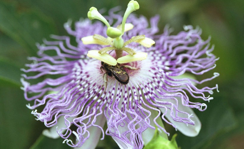 Passion Flowers Passion Flowers