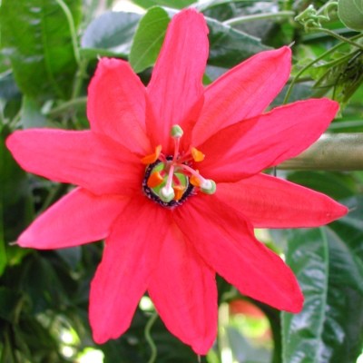 Passion flower1 1 - Most Beautiful Passion Flowers In the World