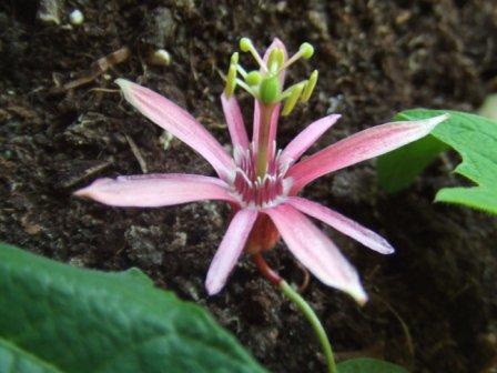 passion flowers