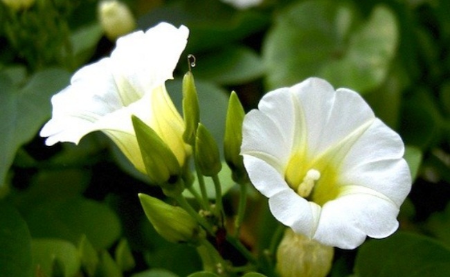 Rivea Corymbosa, morning glory flower