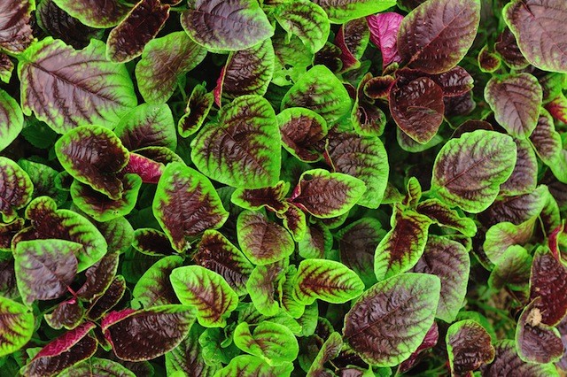 YingChoy 2 Fotolia 65839057 Subscription Monthly M - Amazing Health Benefits Of Green Amaranth Leaves and Seeds