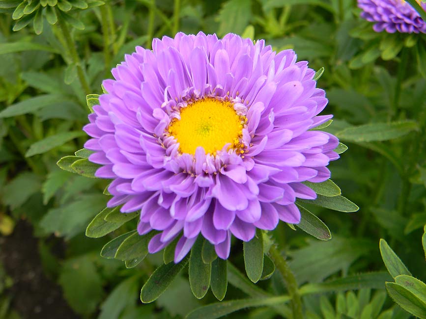 Aster flower