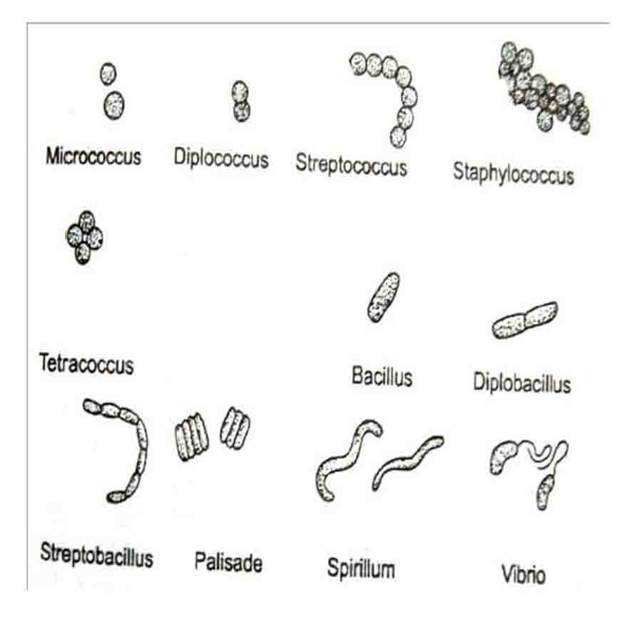 10 Kinds Of Bacteria
