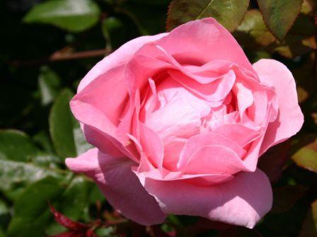 beetrose the queen elizabeth rose m005744 w 1 - Top 10 Beautiful Pink Roses In The world