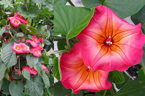  Hawaiian Bell, morning glory flower