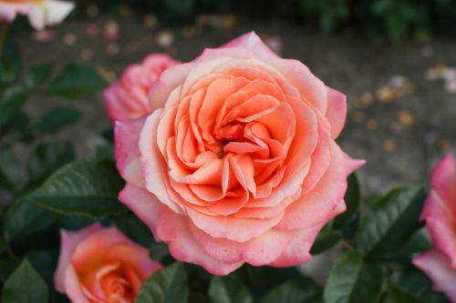 Top 10 Beautiful Pink Roses In The world